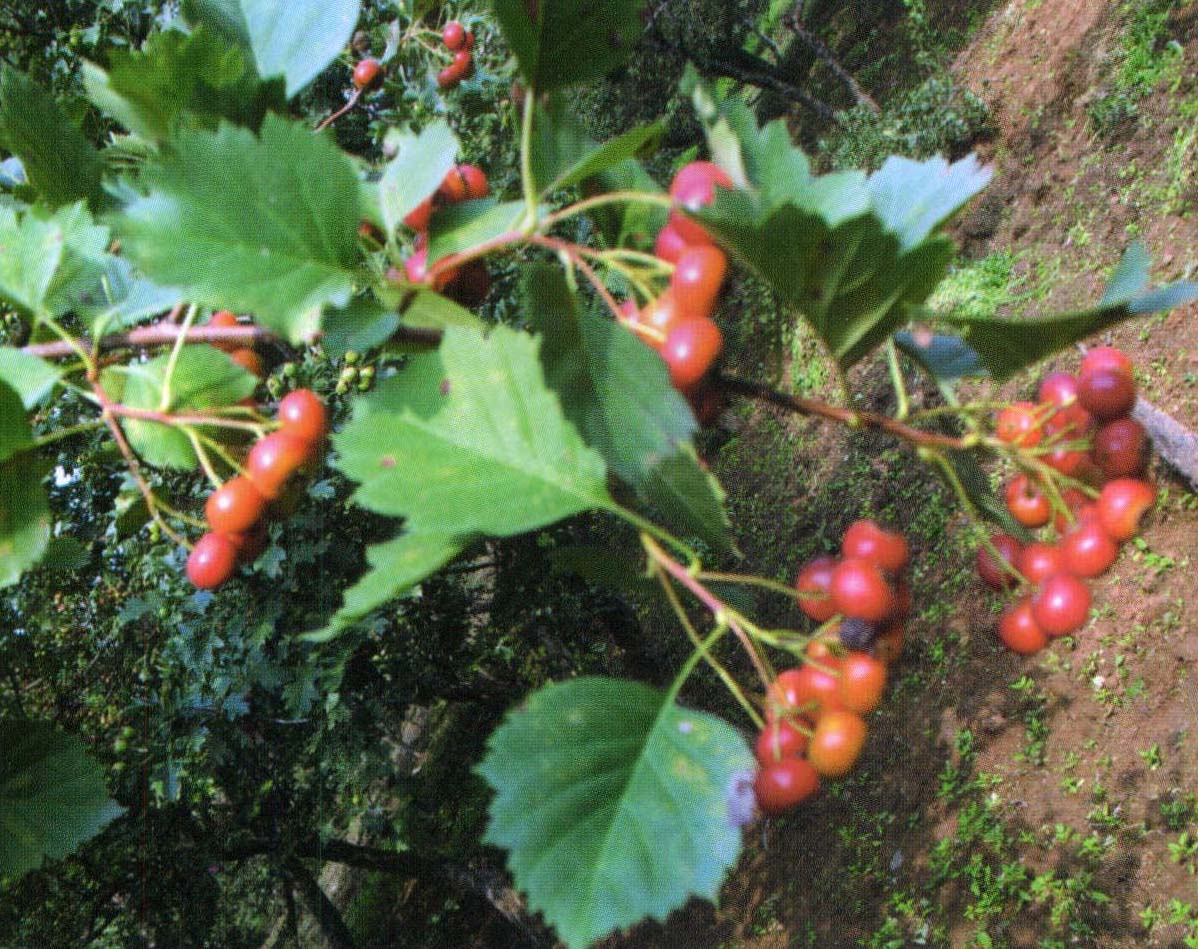 176 辽宁山楂(红果山楂)